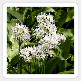 Wild garlic Sticker